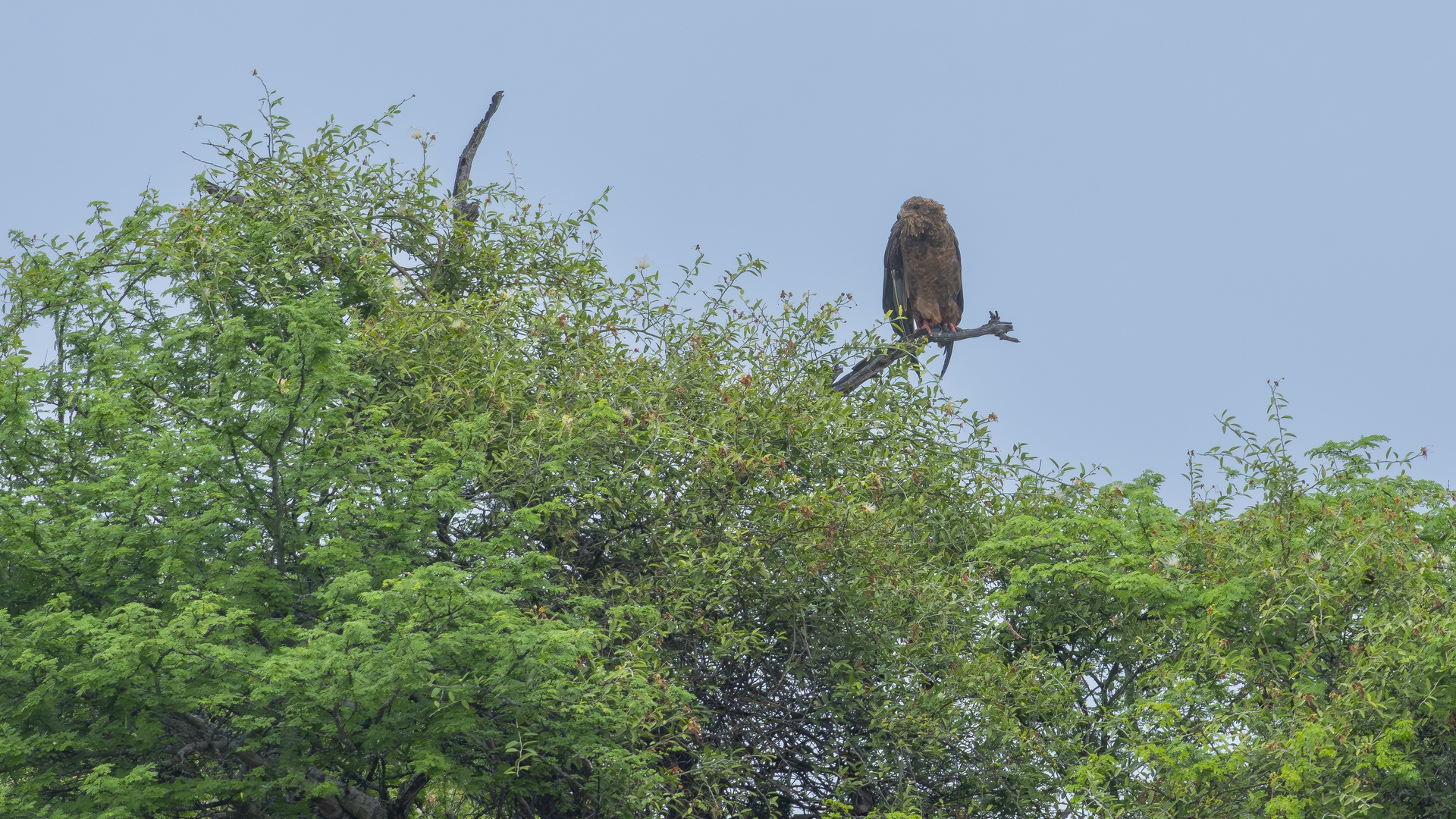 Kruger25 2025 11 03 10 05 09 ILCE 1M2 298
